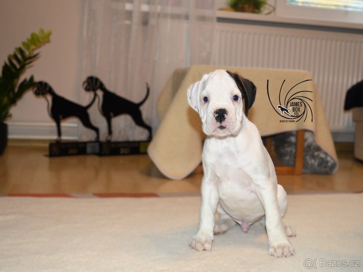 Nemecký boxer- bielý psík s PP - 3