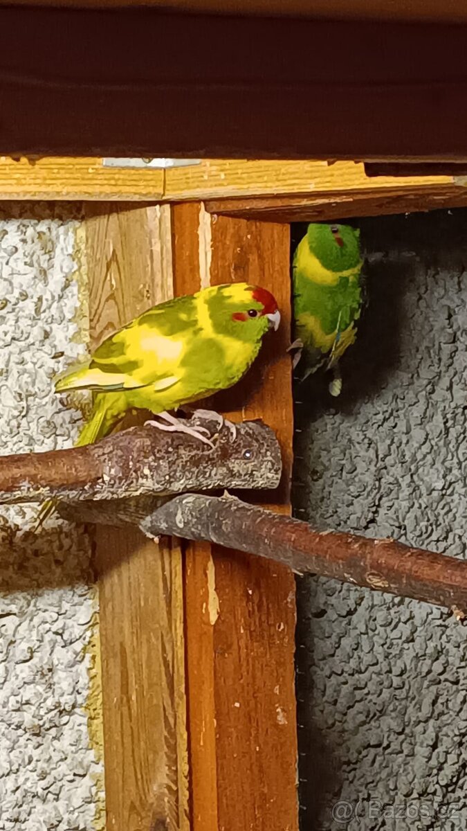 Kakariky rudočelý - 3