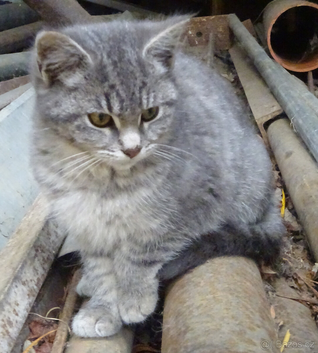 NABÍZÍM KŘÍŽENOU MODROU KOČIČKU (MAINSKÁ x SIBIŘSKÁ) - 3