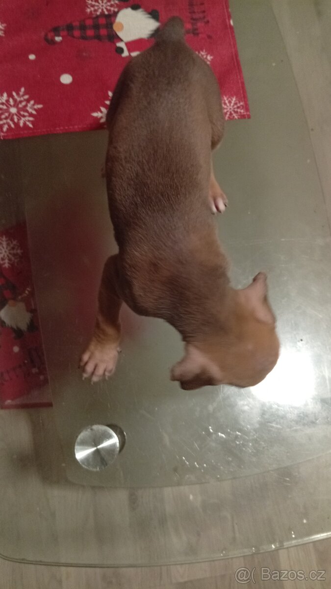 Americký stafordšírský teriér bez pp - 3