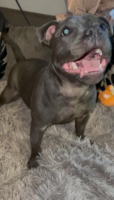 Stafordšírský bulteriér - 3