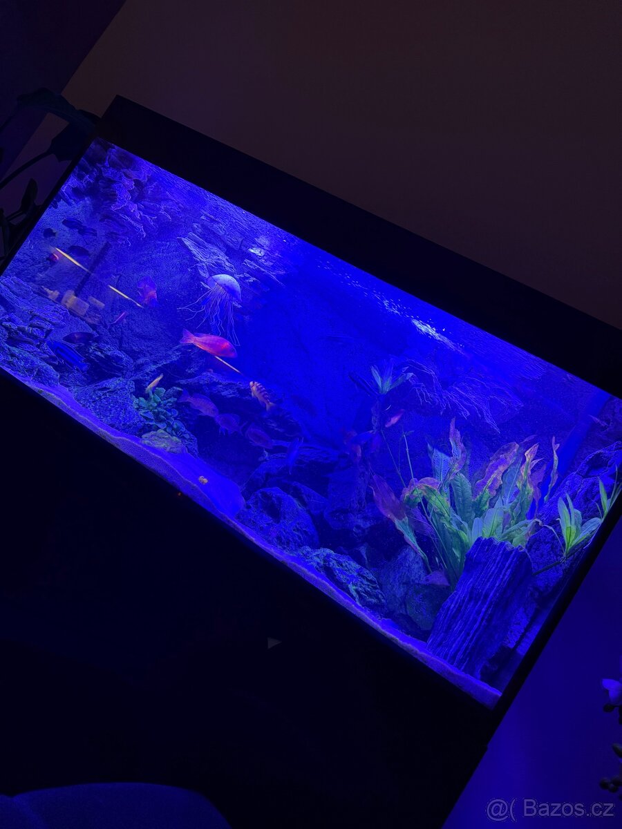 Luxusní vybavené akvárium + ryby - 3