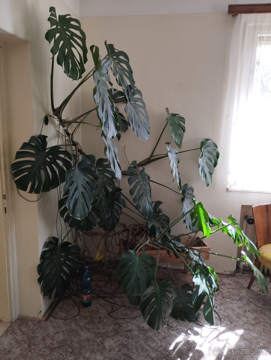 Monstera - 3