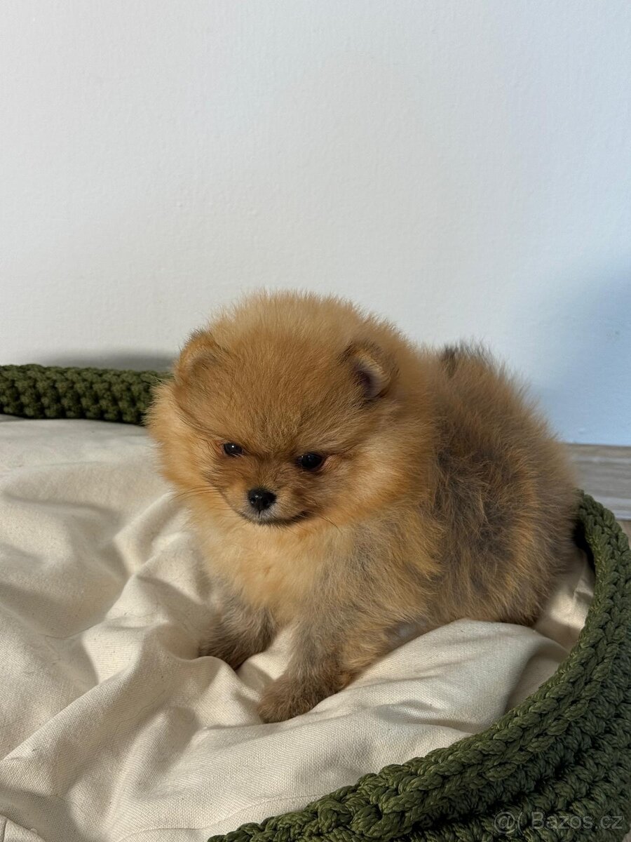 Pomeranian štěně s pp. - 3