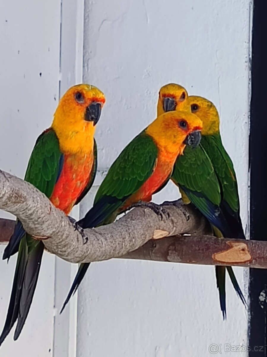 Aratinga jendaj - 3