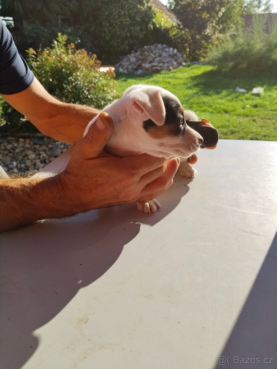 Jack Russell teriér - 3