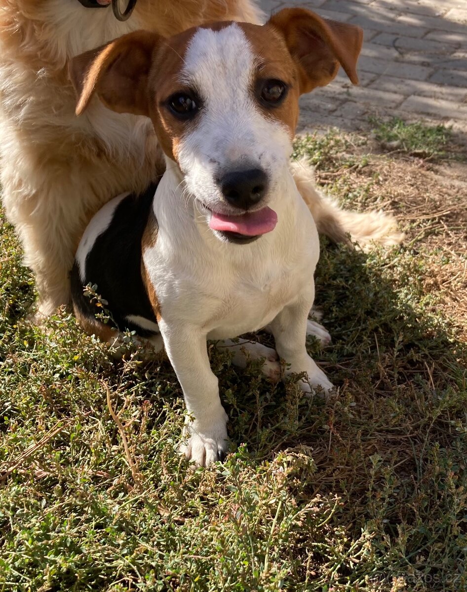 Jack Russel terier - 3