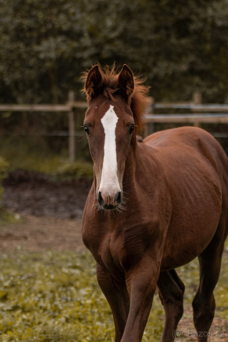 Letošní kobylka - 3