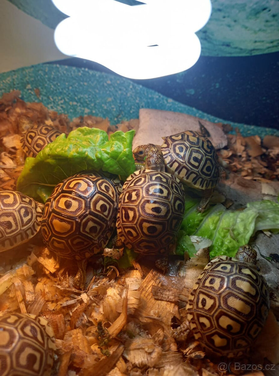 želva pardálí - 3