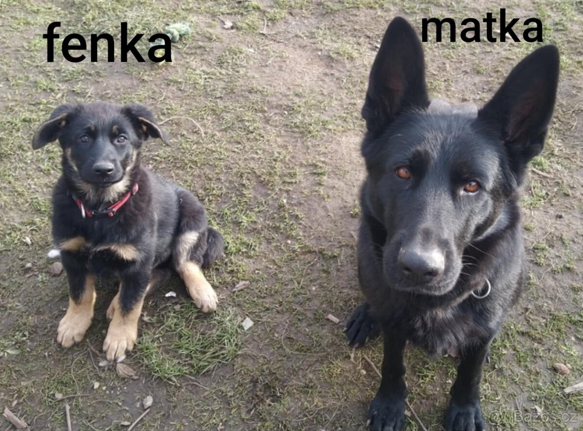 Německý ovčák - 3