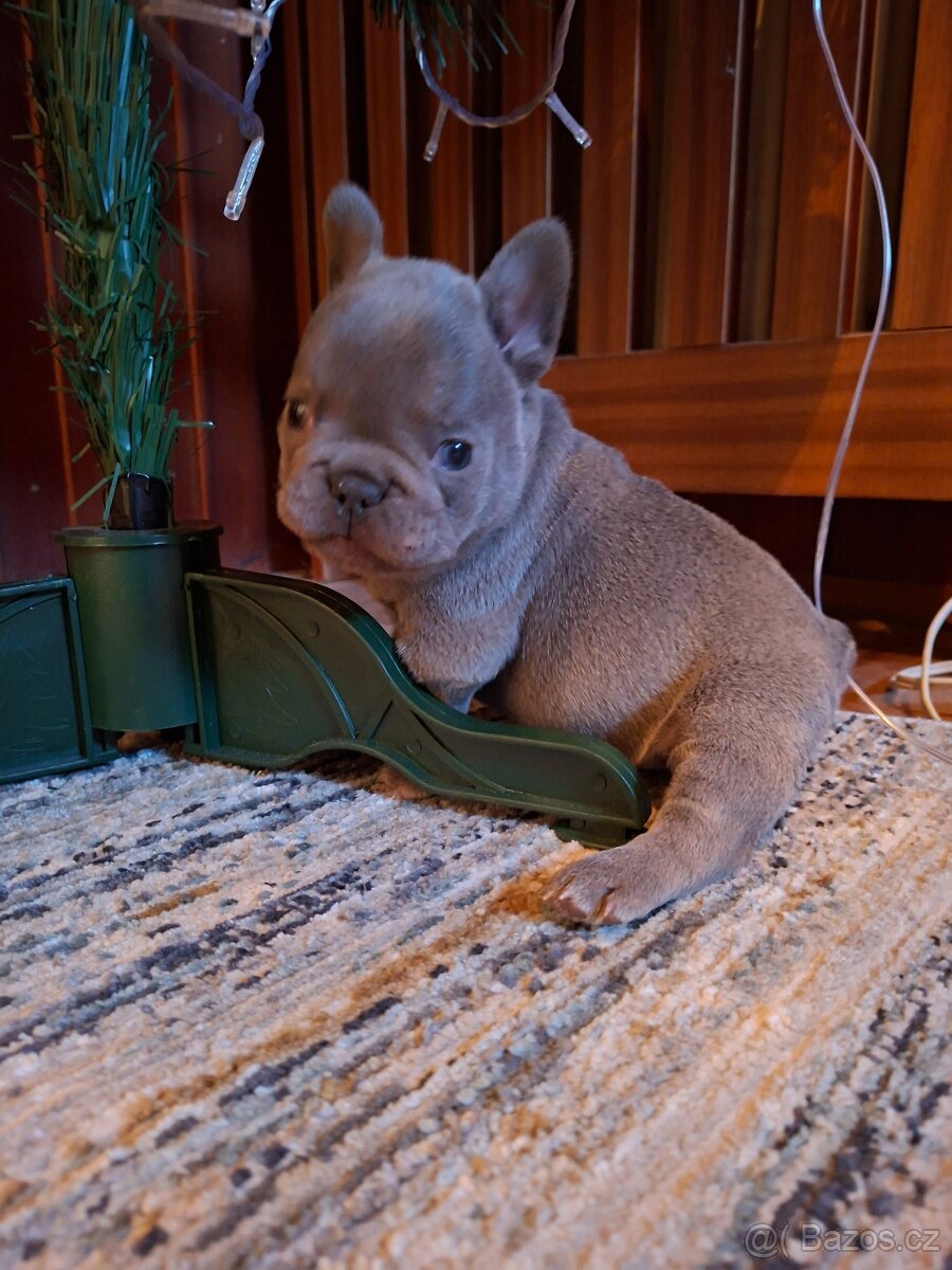 Francozský buldoček lilac - 3
