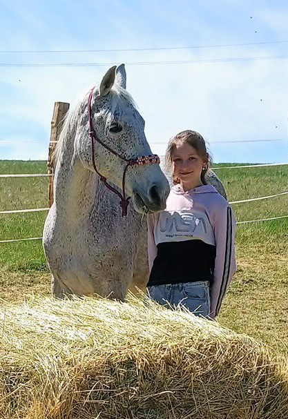 Shagya Arab - prodej/výměna - 3