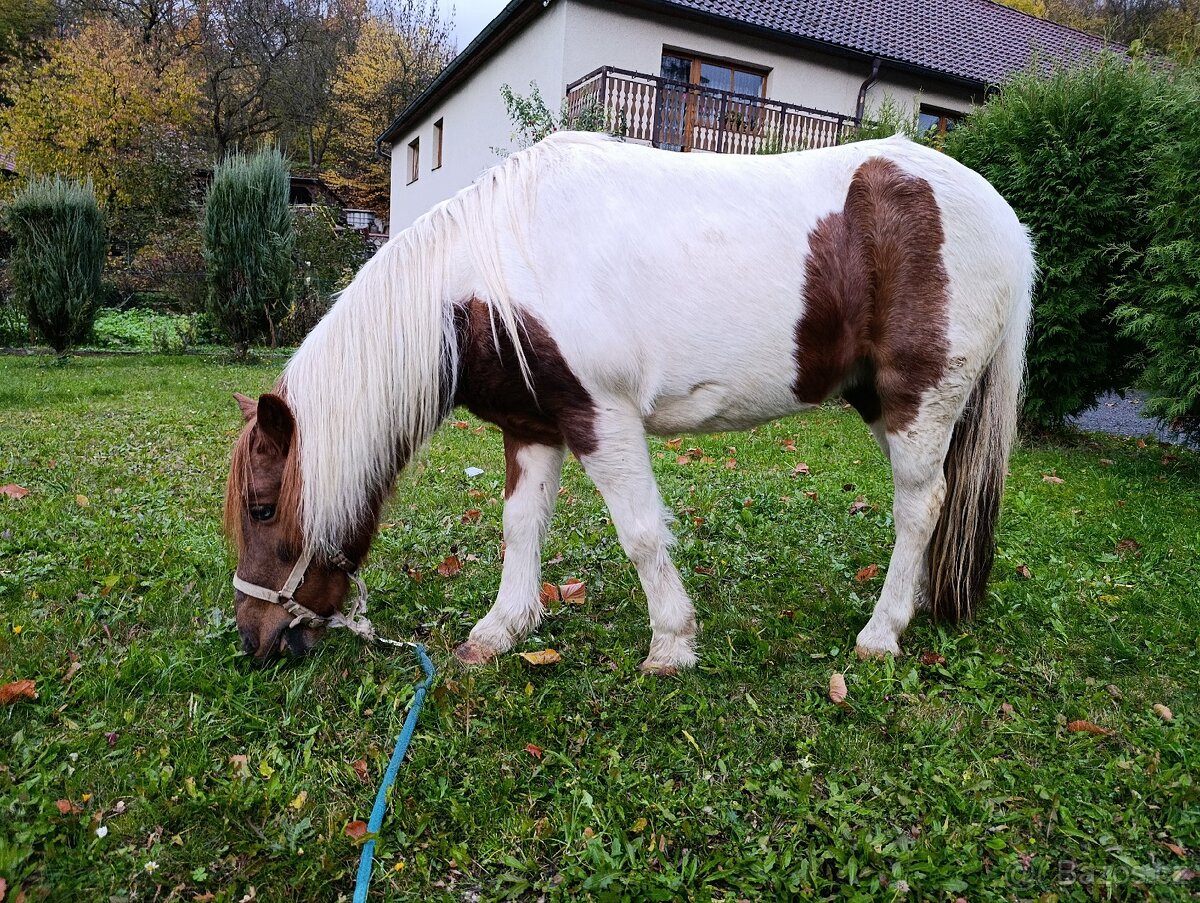 Welsh part-bred klisna - 3