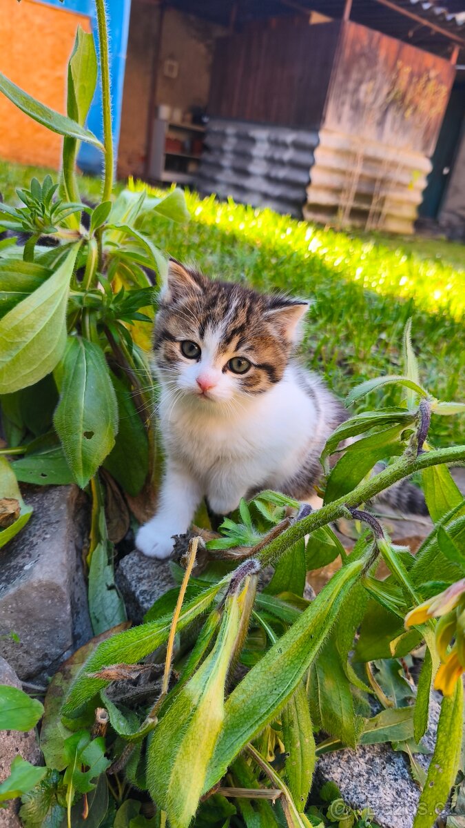 Daruji koťátko - 3