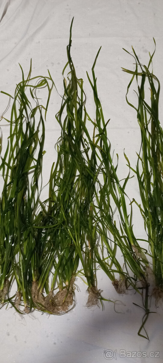 Akvarijní rostliny - 3