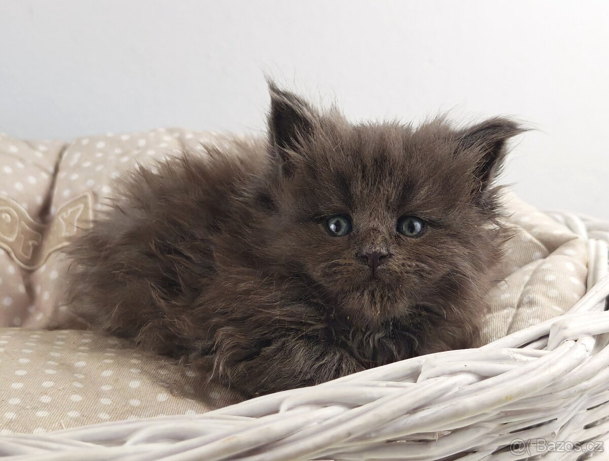 Mainská mývalí koťátka s PP - 3