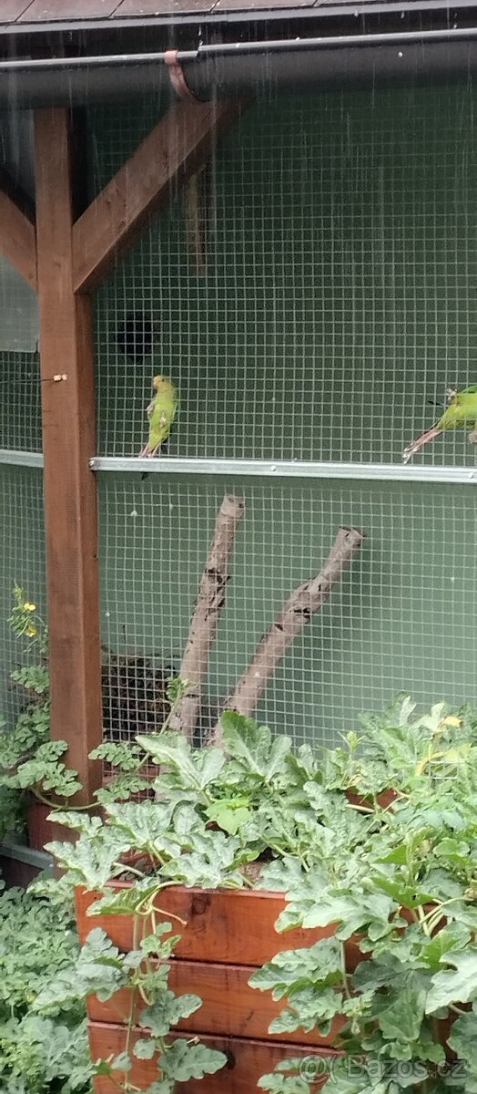 Papoušek nádherný - 3