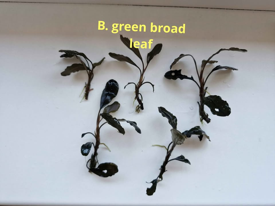Becephalandra Dark blue,sp Red,Green broad leaf - 3