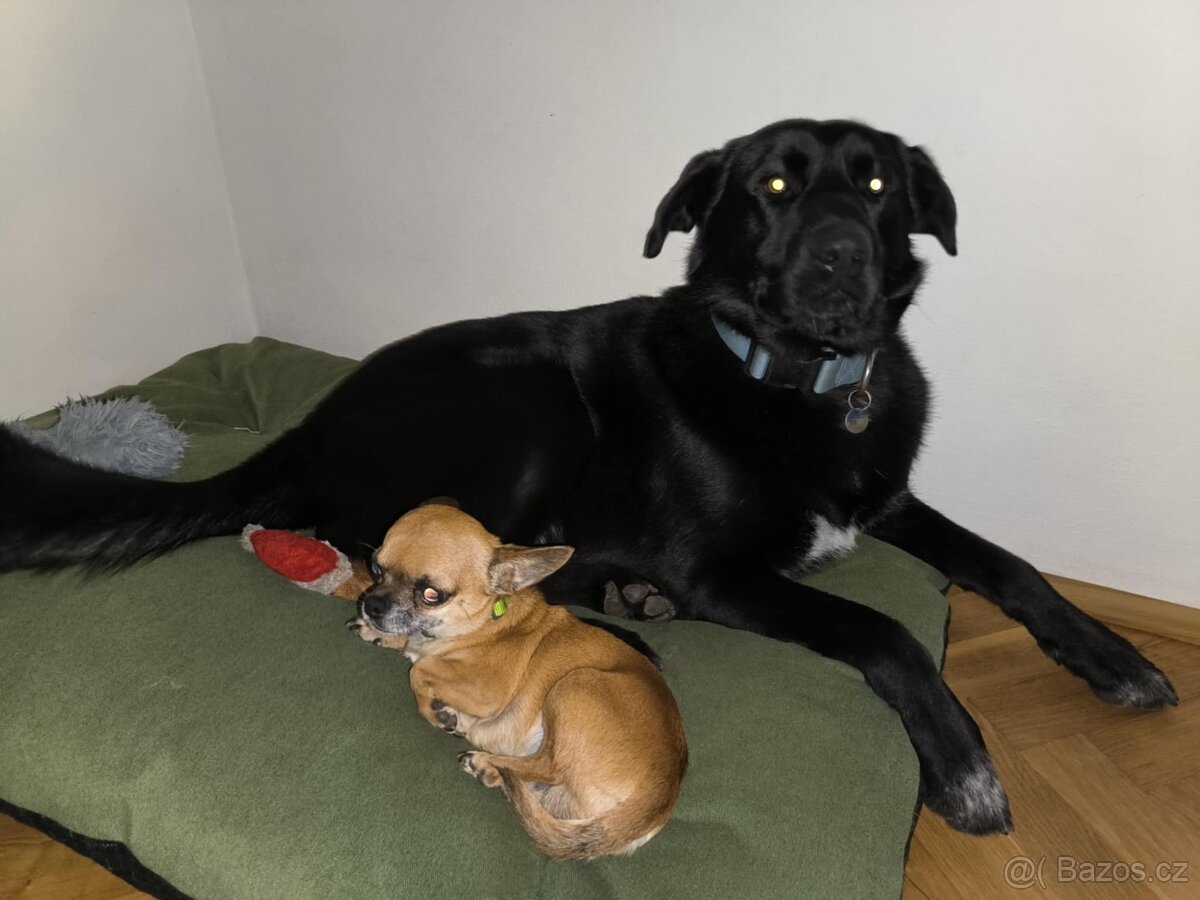 Daruji 2 roky starého pejska - 3