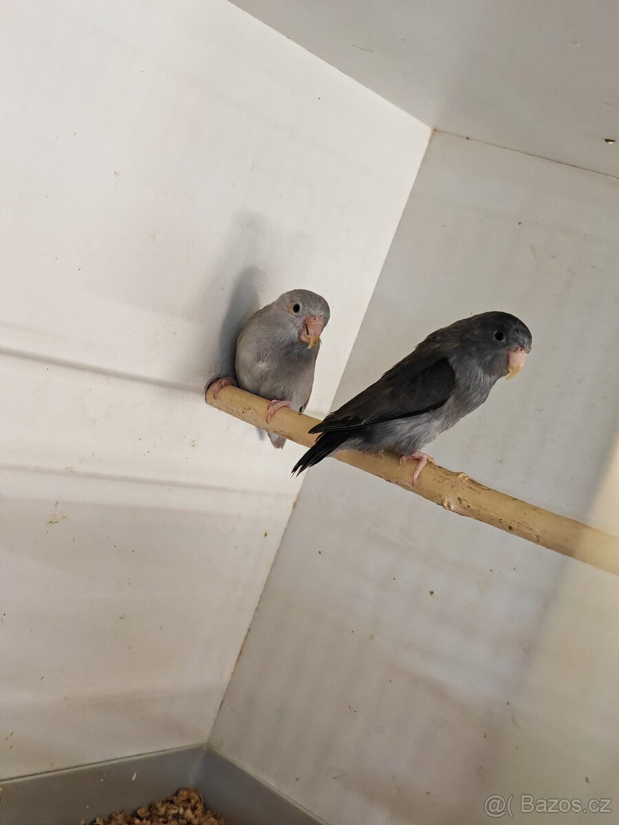 Papoušíček šedokřídlý pár - 3