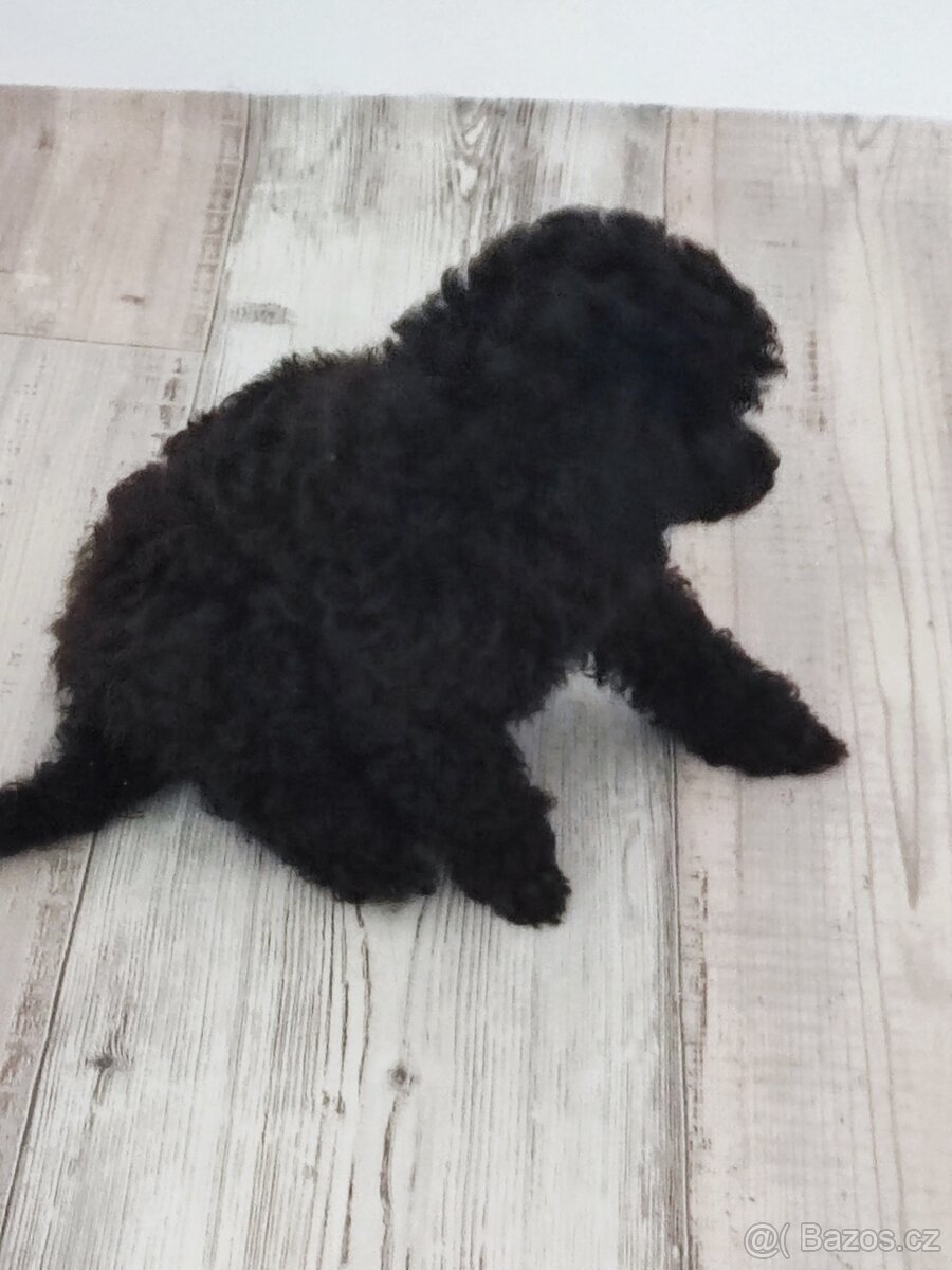 Pudl trpasličí černý a černobílý s P.P. - 3