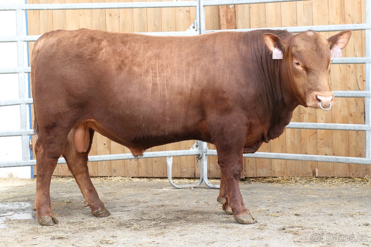 Aberdeen angus - plemenný býk - 3