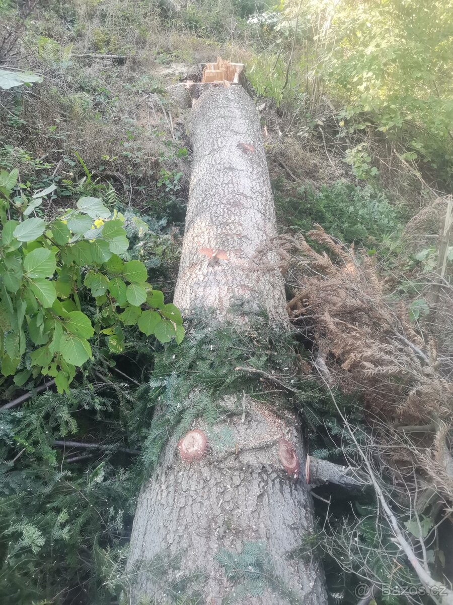 Fošny smrk, jedle - 3