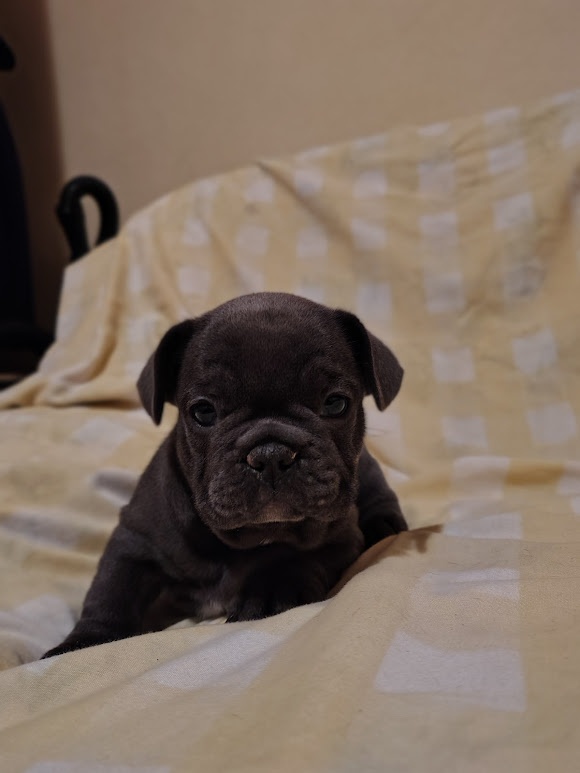 Francoúzsky buldoček - 3