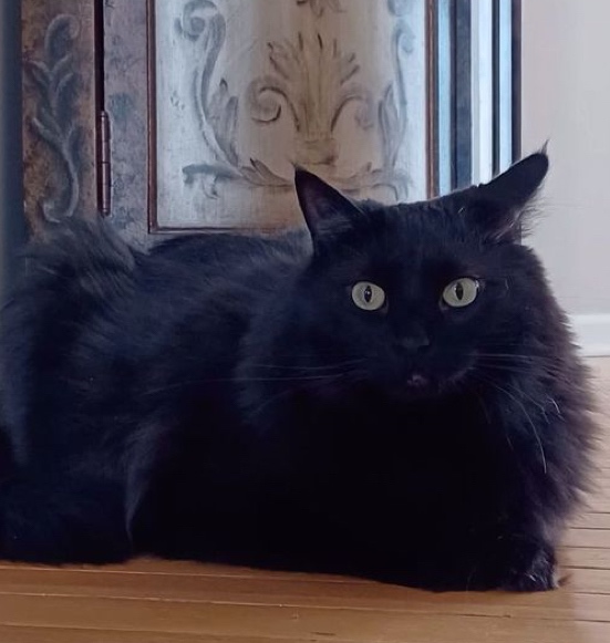 Sibiřská kočka - kocourek - 3