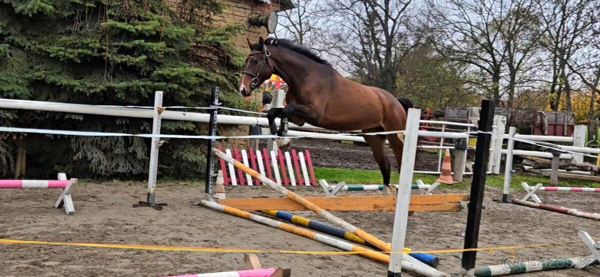 Hodný valach po Manillon Rouge -po zkouškách 3letých hřebců - 3