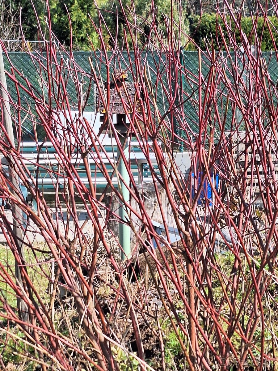 Prodam nadhernou svídu bílou-červene pruty - 3