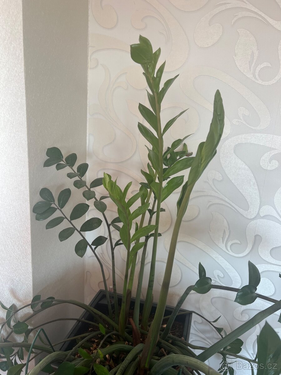 Prodám vzrostlý Zamiokulkas 140 cm - 3