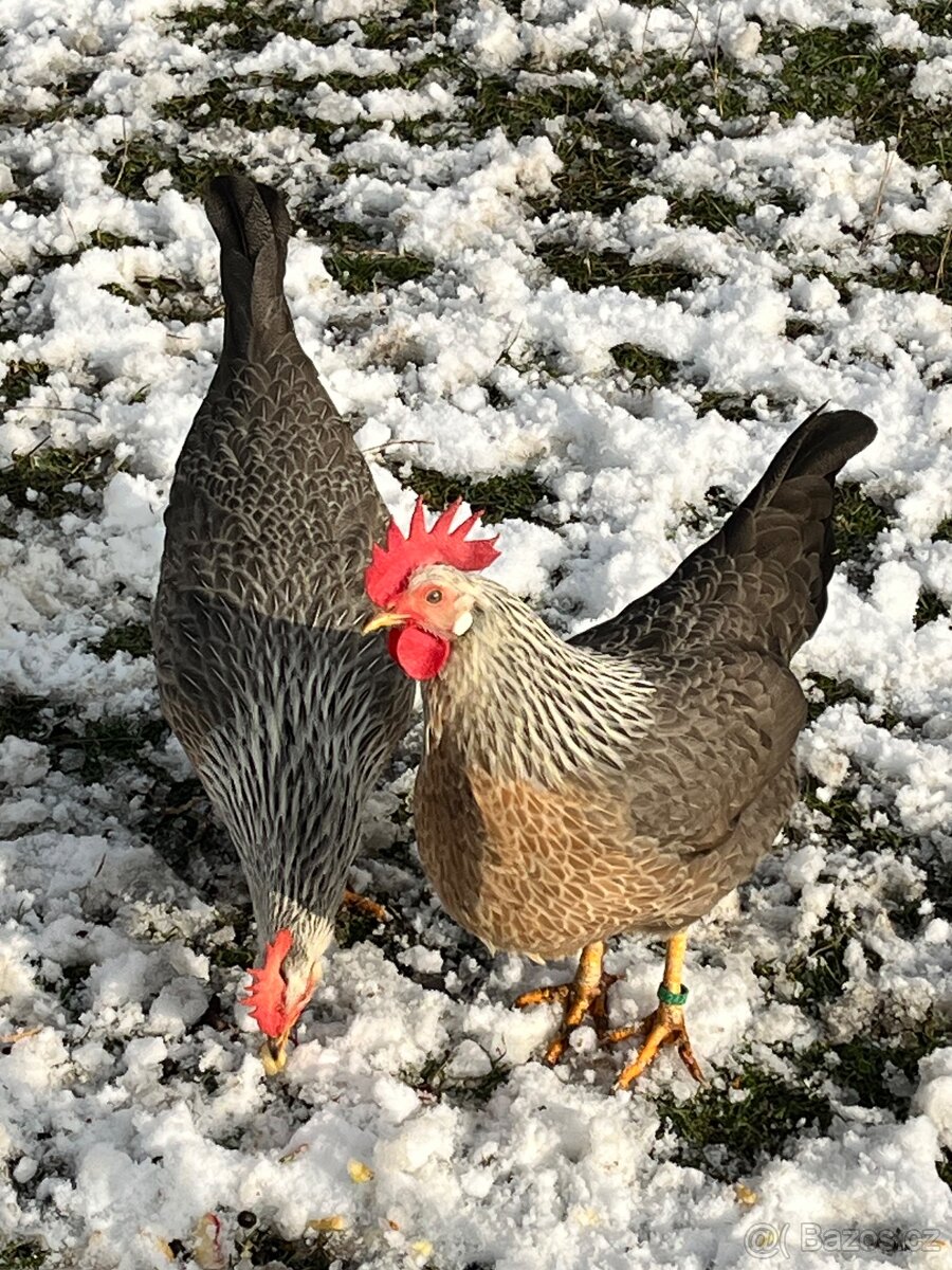 Vlaška stříbrná - 3