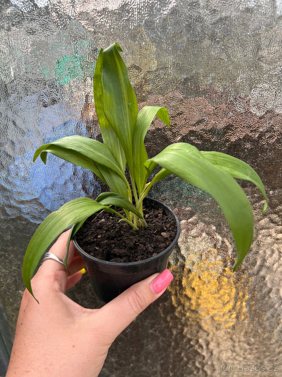 Sazenice medvědí česnek - 3