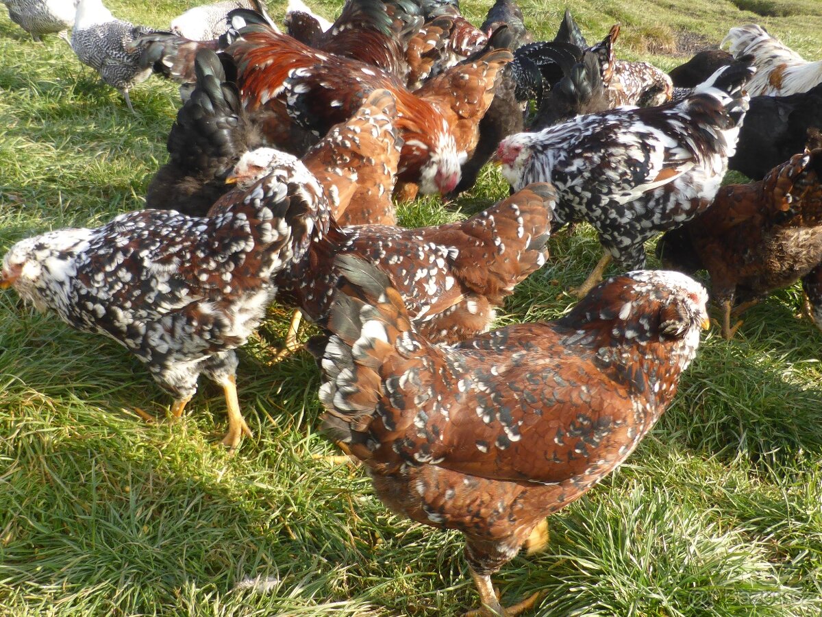 Kuřata Orlovky pestré - 3