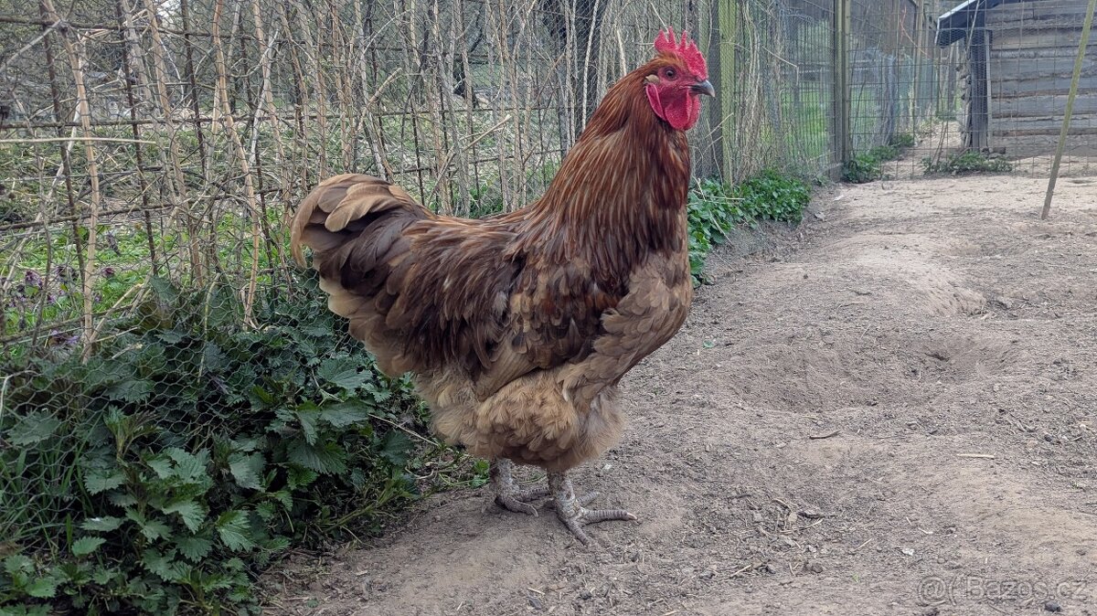 Prodám kohouty Orpington - 3