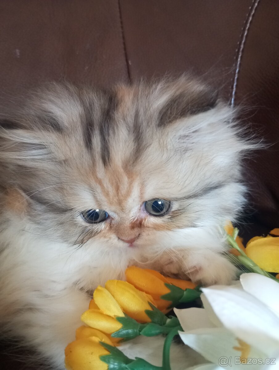 Perska kotatka - 3