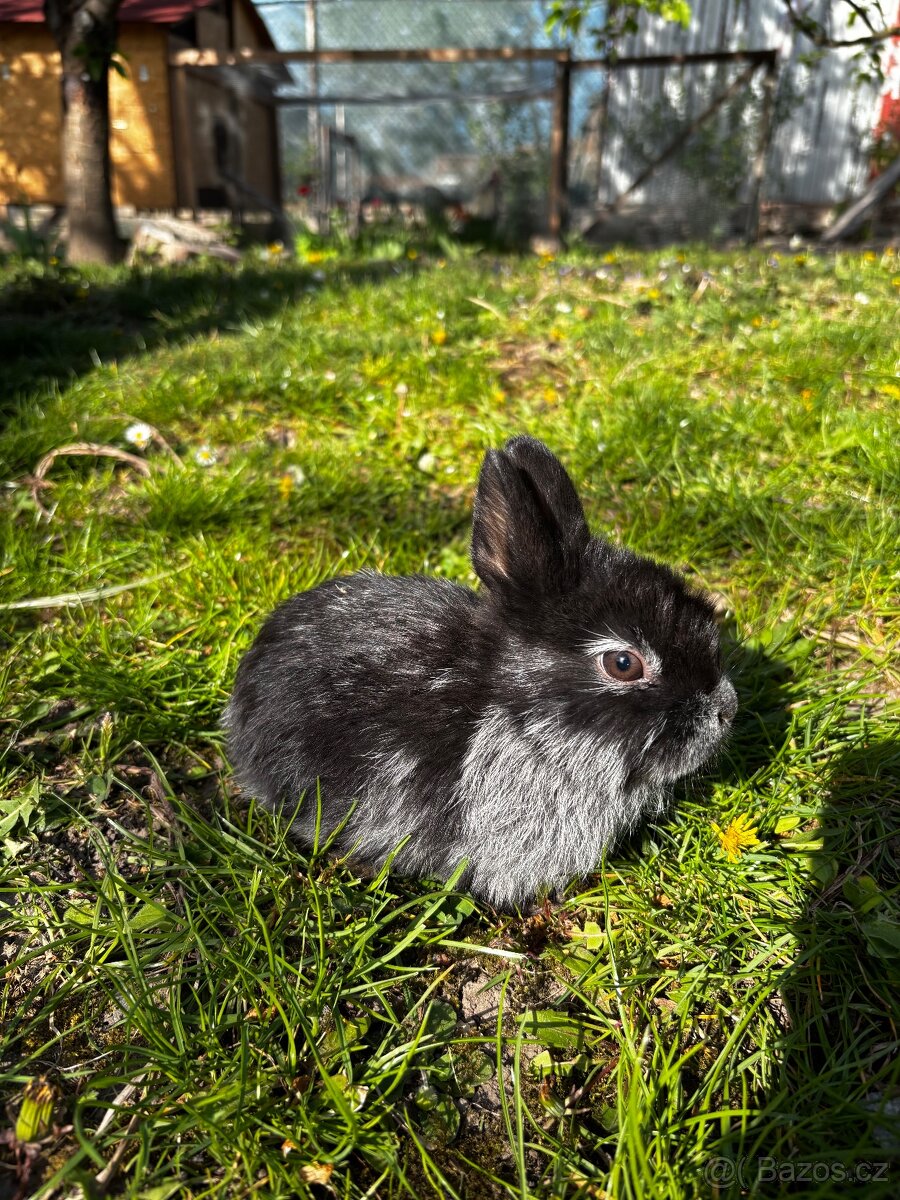 Králíci - 3