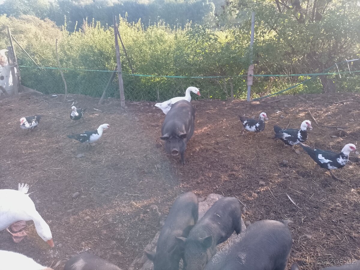 Kune kune - 3