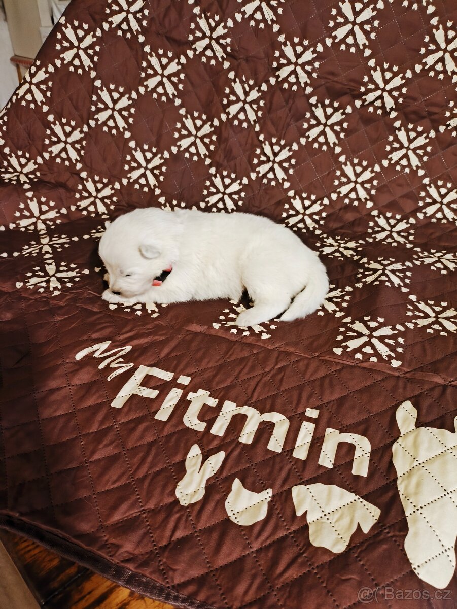 Samojed štěňata s PP - 3