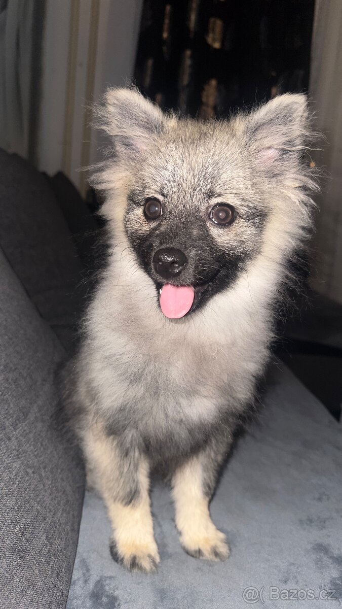 Německý špic s PP - 3