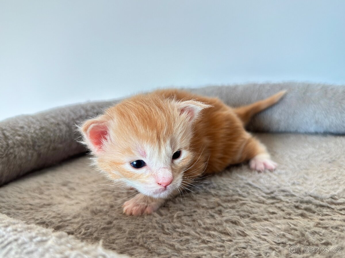 Mainská mývalí koťátka bez PP - 3