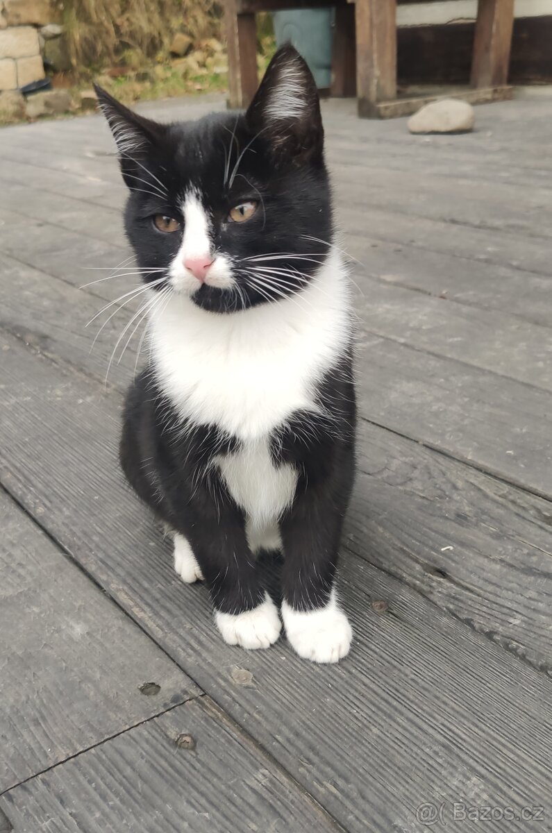 Mainská mývalí - kříženec - kotě - 3