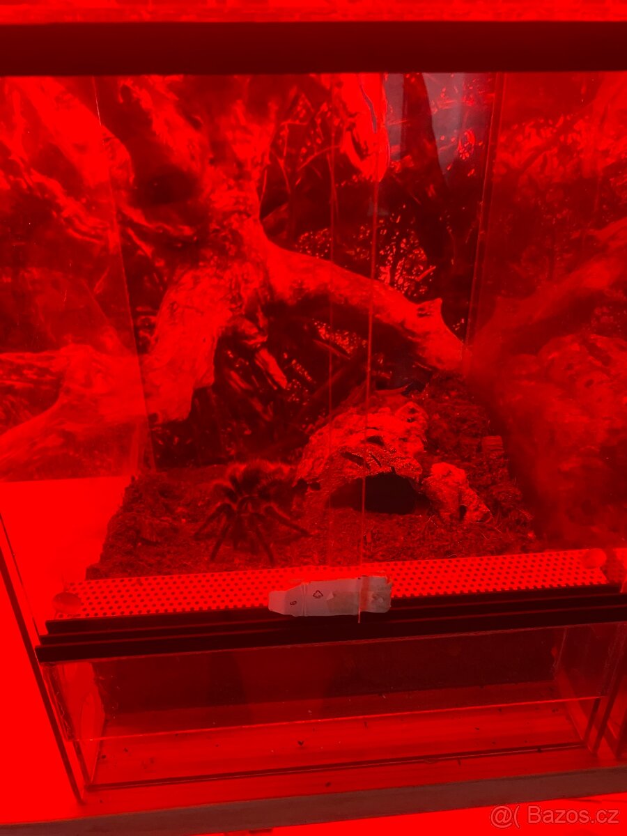 Terarijní regál s červeným LED osvětlením – pavouci, hadi, š - 3