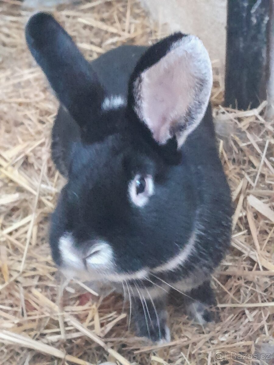 Králíci na chov - 3