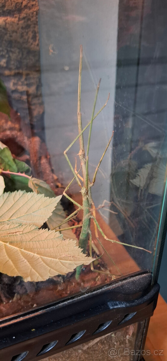 Strašilky zelené - 3