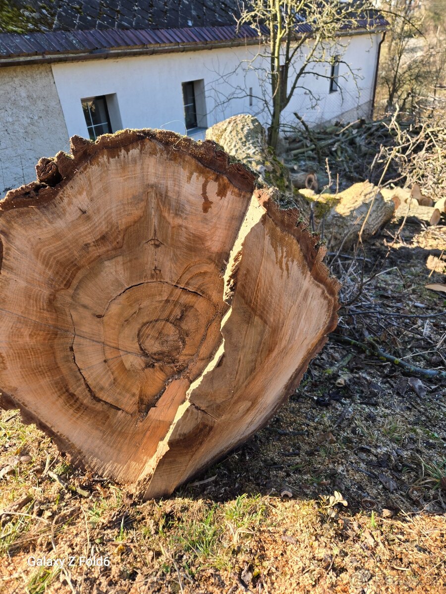 Velký Kmen Ořech - 3