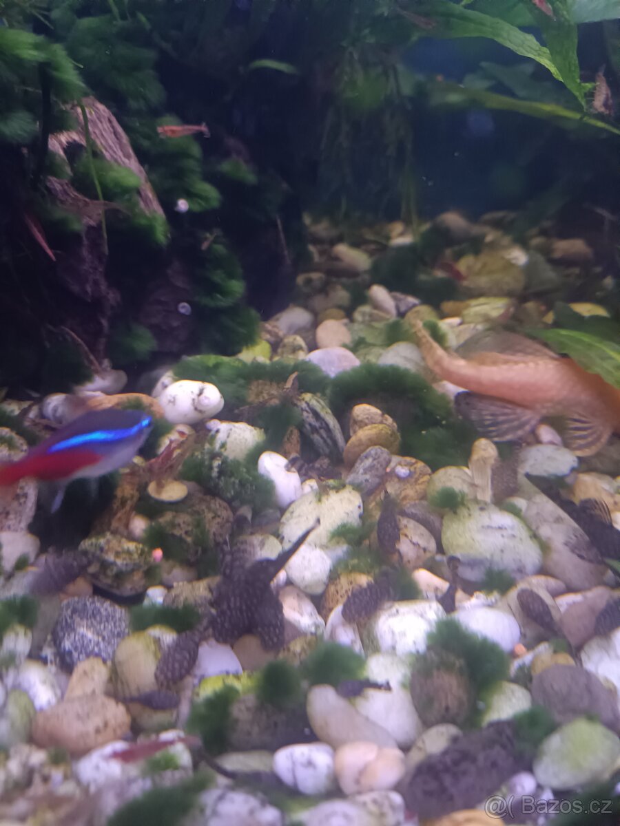 Prodám ancitrusy - 3