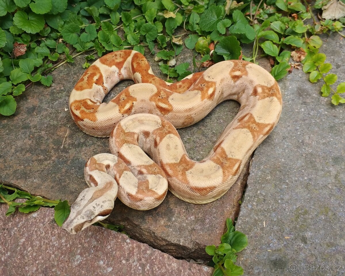 Boa imperator - VPI T+ Sunglow Motley het Anery - 3