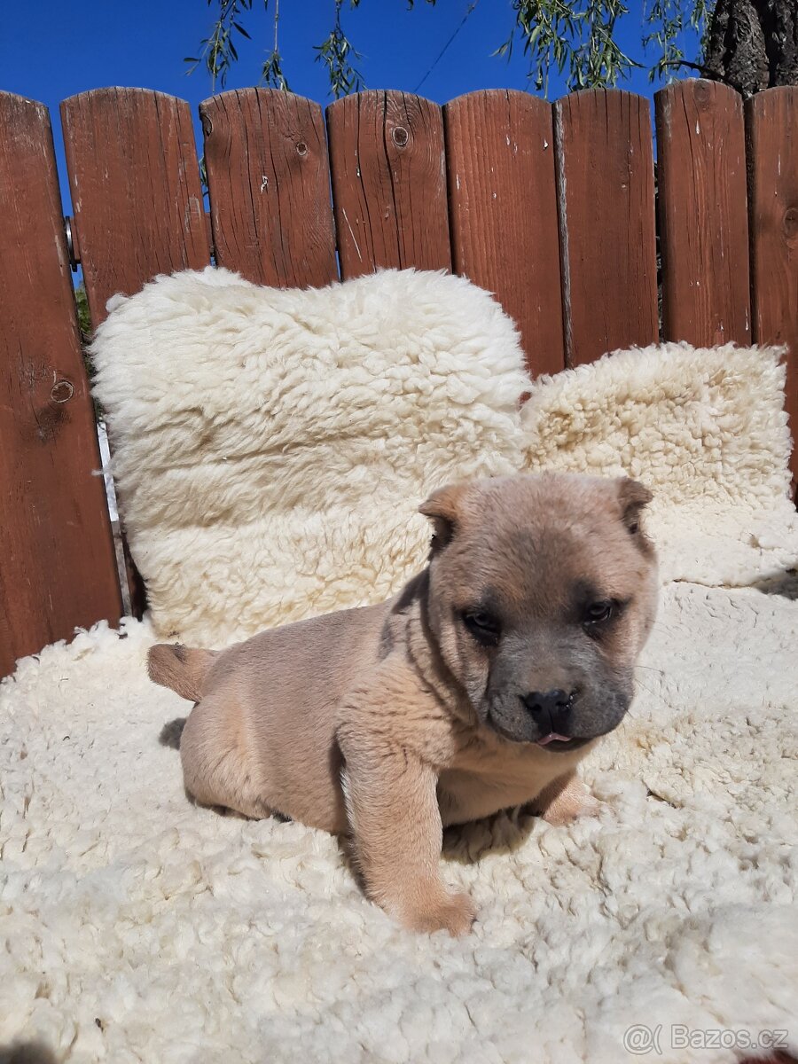 BULLY x CHOW CHOW - 3